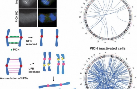 圖一：PICH蛋白能發現並附着在稱為超細後期橋（UFBs）的微小DNA絲狀結構上。當PICH被失活（生物活性喪失）時，會形成更多絲狀結構斷裂的狀況，導致染色體重排，這些重排可以通過全基因組測序來識別。圓形圖中的藍線表示基因組重排的位置，這些重排通常涉及染色體間融合，這是促進癌症發展的腫瘤形成特徵。圖片改編自Kong et al, Nucleic Acids Research (2024).